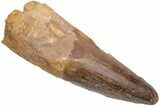 Fossil Spinosaurus Tooth - Huge Dinosaur Tooth #230549-1
